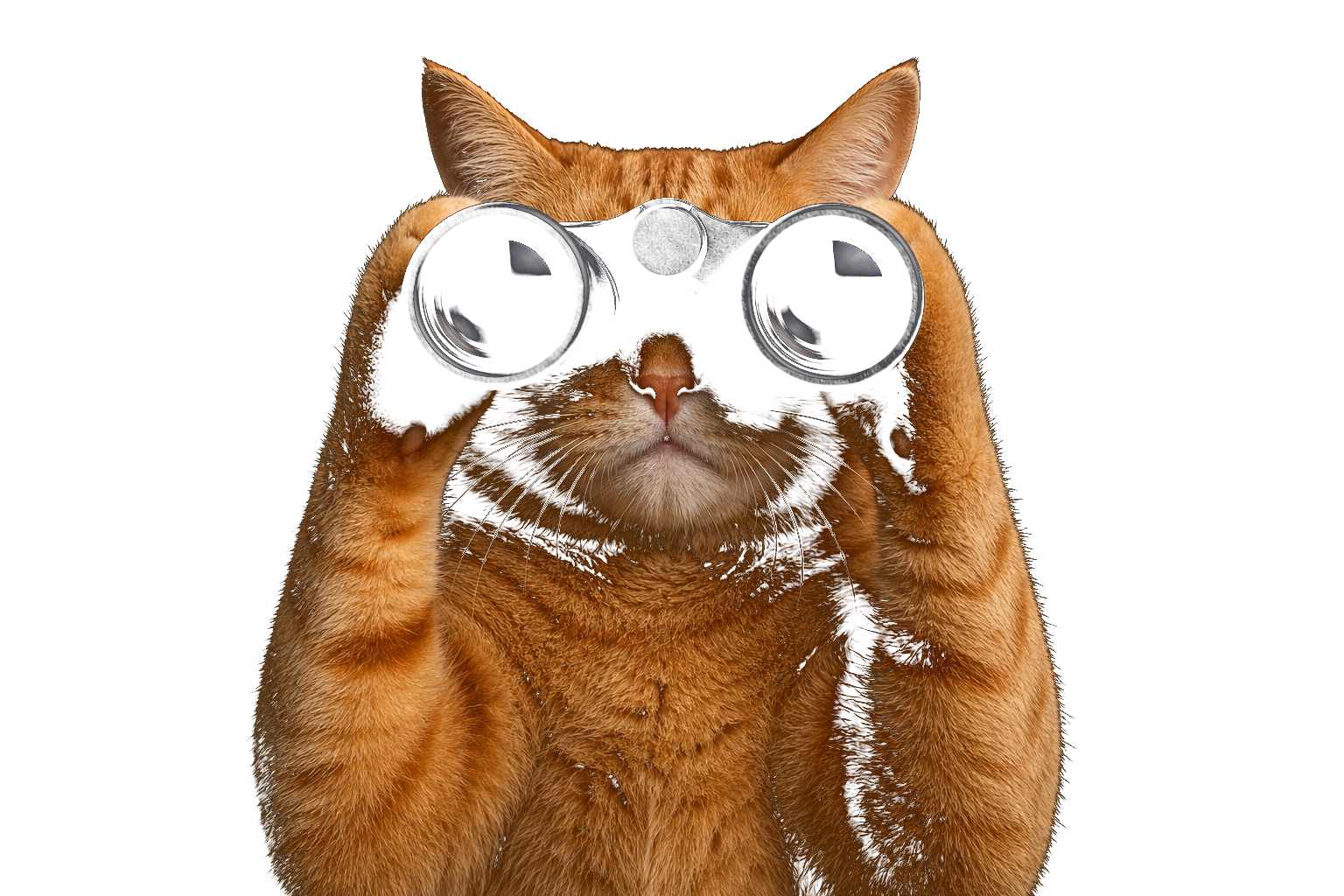 Cat with binoculars