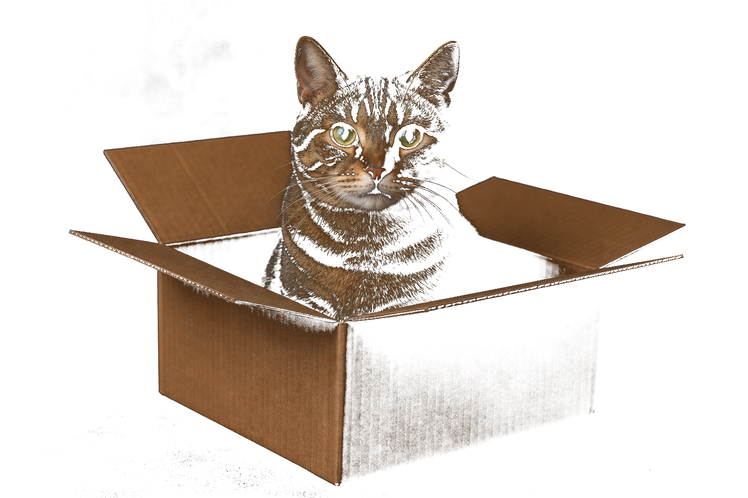Cat in a cardboard box